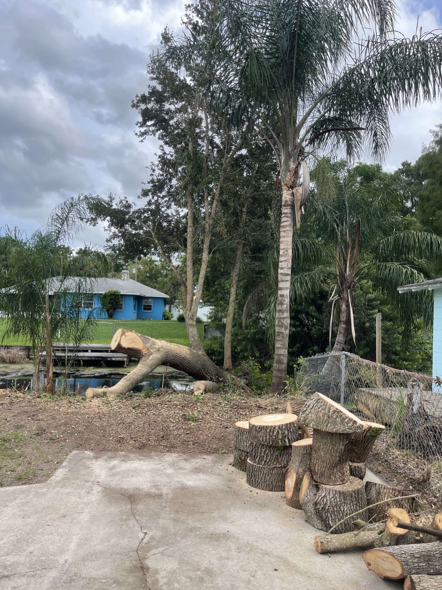 Tree cutting and removal